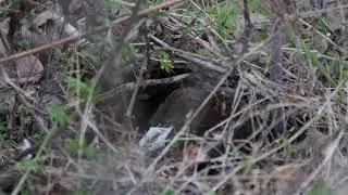 meadow vole