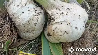 Вацап / мах  для каталога 89152458159 письменно