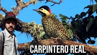 Carpintero real (Colaptes melanochloros) Carpintero Nuca Roja, Pica-Pau Verde Barrado