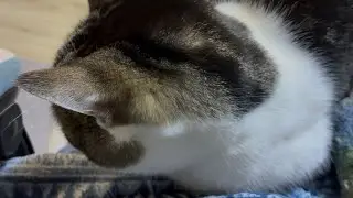 撫ですぎるとよだれを出す