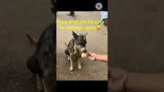 Smart Dog with food preferences!#streetdog #lovedogs #feeddogs #loveforanimals #smartdog