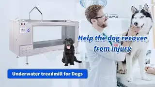 Underwater treadmill for Dogs | Pet Rehabilitation |  MeCan Medical