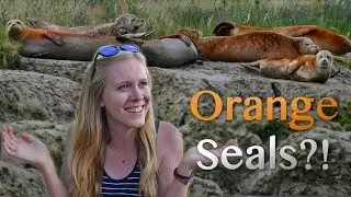 Orange Seals?! | #BBCEarthPresenterSearch | Emily McParland