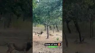 lion vs lioness love querrel #shorts #lion #lioness #gir
