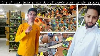 Australian Parrots Setup Visit In Rahim Yar Khan|Hammad Birds RYK