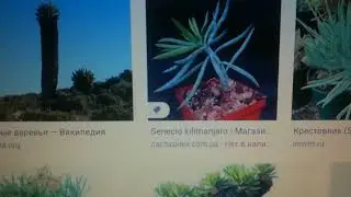 Сенецио Килиманжаро senecio klillimangaro и  сенецио клейниформис senecio kleiniiformis - почему?