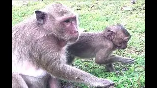 When the Sweatpea and his mother monkeys got hungry