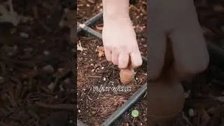 How to plant GARLIC