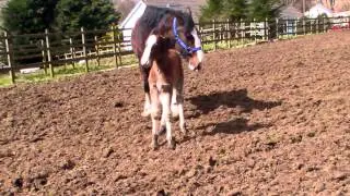 Shire foals march02013
