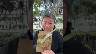 少しだけ直売所で販売するビカクシダを紹介