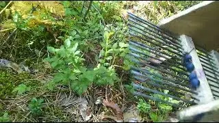 Gathering of blueberries. Hebe Heidelbeeren. la cueillette des bleuets