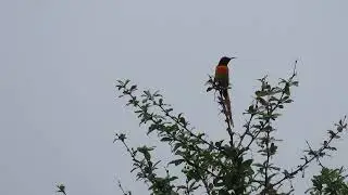 fire tailed sunbird(3 juillet 2023)