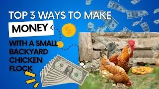 Top 3 Ways To Make Money With A Backyard Chicken Flock