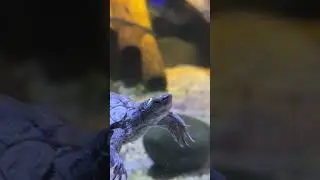 They must be protected at all costs🥺 #terrapins #sealife #blackpool #fyp