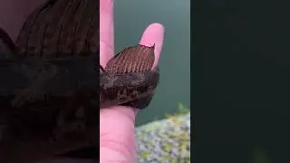 Lrf fishing Black Goby