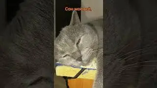 Кот#cat #британский