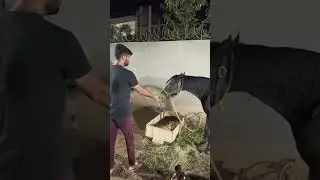 Horse Attack On Subtain #viralvideo #short #horse #horseattack #shortday #shahermaindehat
