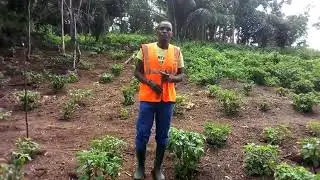 # Comment Réussir la culture de piment # (Étape 0)
