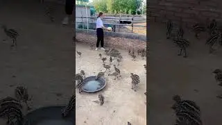 WOW Ostriches Farm ! I'm Working at Ostriches farm , Feeding to ostriches #ostrich #short73