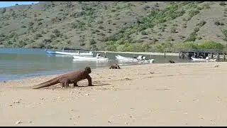 Komodo vs Rusa || Ngerii ⚠️⚠️⚠️