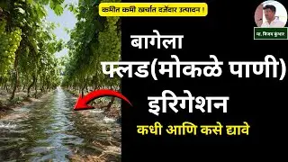 द्राक्ष बागेत पाणी नियोजन: फ्लड इरिगेशनचे महत्त्व आणि योग्य वेळ