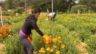 Aromáticas medicinales en Escuela de Campo