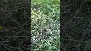Snakes On A Plain. Nature On The Family Farm