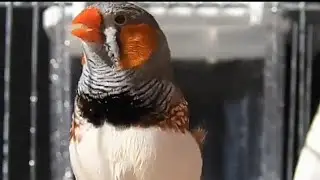 Зебровая амадина