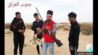 صيد طيور الحبار في الصحراء