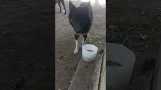 perrito dog 🐕🐕🐕🐕 viral d&aacute;le
