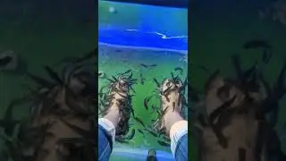 Fish Spa