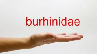How to Pronounce burhinidae - American English