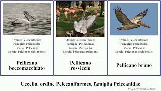 Uccello, ordine Pelecaniformes, famiglia Pelecanidae pellicano del bird bruno americano comune