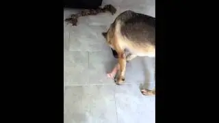 How to keep a dog quiet