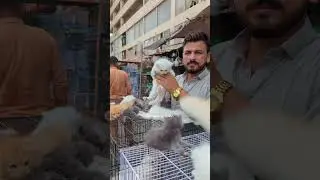available in Karachi contact number 032-81-71-7474 #cats #birdsmarket #karachi #kitten