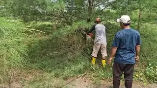 MODERN CHAINSAW MAGIC: CUTTING PINE TREES EASILY AND QUICKLY!-Agriculture Farming