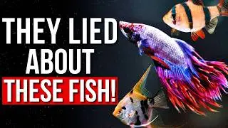 Challenging Worst Community Fish Myths | Worst Fish for a Community Tank