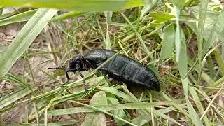 Майка обыкновенная (Meloe proscarabaeus) житель Средней Полосы