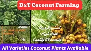 DxT Coconut|DxT Coconut varieties in Hindi|DxT hybrid coconut tree|txd नारियल की खेती हिंदी में|DxT