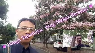 TABEBUYA MEKAR BERSEMI, BUNGANYA SEMERBAK INDAH (Okt - Des 2021) #tabebuya #keukenhof #love #bunga