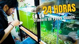 24 HORAS TRABAJANDO EN UN CRIADERO DE PECES GUPPYS