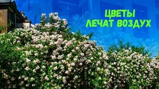 Цветы против болезней! Как комнатные растения очищают воздух и лечат нас без таблеток
