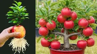 Apple grow time lapse video #gardenplants #longvideo #viral #likeandsubscribe #apple#furits #viralvi