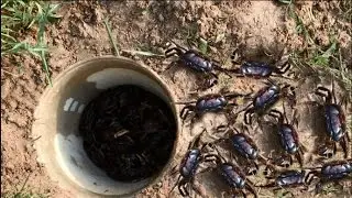 Amazing Children catch Crab by deep hole -  How to Catch Crabs useing hole by hand in cambodia