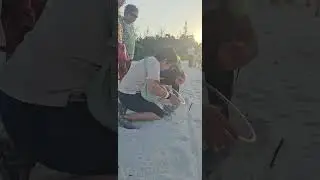 Baby Turtle Hatchling Release @ JSK Mantanani Island Resorts