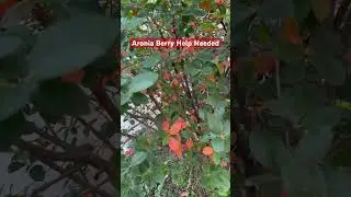 What are these orange leaves on our Aronia berry bush? ￼#aroniaberry