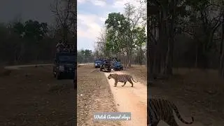 Slow motion loading. Tiger  walk, #wildlife
