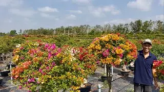 Beautiful paper flowers for Tet (Vietnamese New Year) available for wholesale and retail, five co...