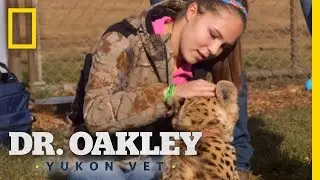 Supermom | Dr. Oakley, Yukon Vet