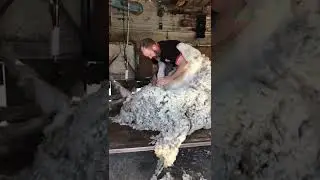 Shearing a giant ram 🐏 - Like & Subscribe for more videos like this 👍